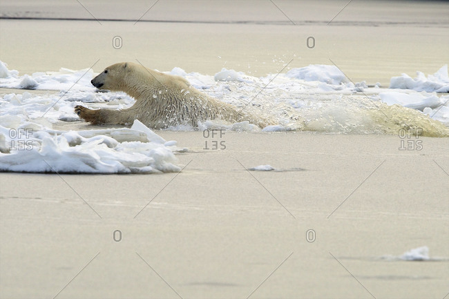 A polar bear swims desperately to an ice berg