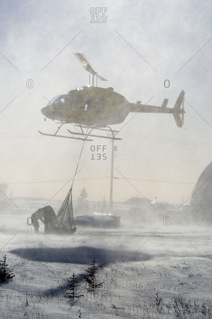 A captured polar bear in a net gets relocated by helicopter