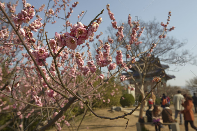 Spring plum blossoms at Mingxiaoling, the tomb of Hongwu, the first Ming dynasty emperor, Nanjing, Jiansgu province, China