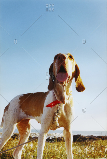 Panting dog on a leash
