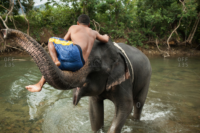 Mahout sitting on the trunk of an Asian elephant