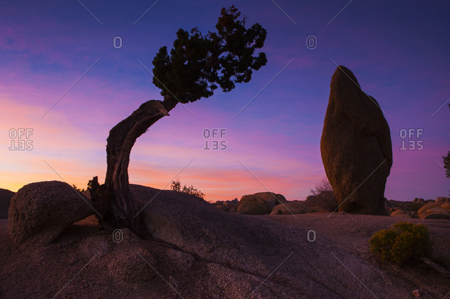 Bent tree and a rock at sunset
