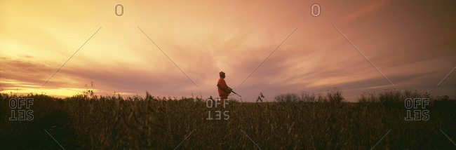 A deer hunter wearing blaze orange clothes stands in a corn field with his gun under his arm waiting. The sky is ablaze in red
