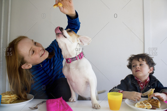 Girl teasing her dog with a piece of waffle by the breakfast table