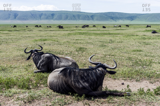 A pair of Blue Wildebeest resting on the savannah plain during the heat of the day.
