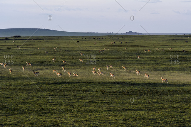 When threatened a herd of Thomson's Gazelle run across the savannah plain at sunset kicking up dust.