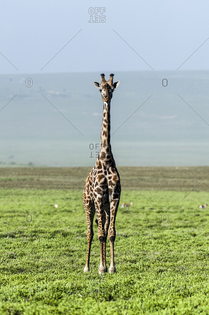 An exposed and solitary Giraffe surveying the empty short grass savannah plains.