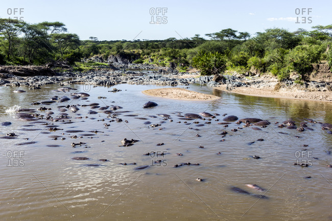 A pod of Nile Hippopotamus lounging and sleeping in a waterhole during the heat of the day.