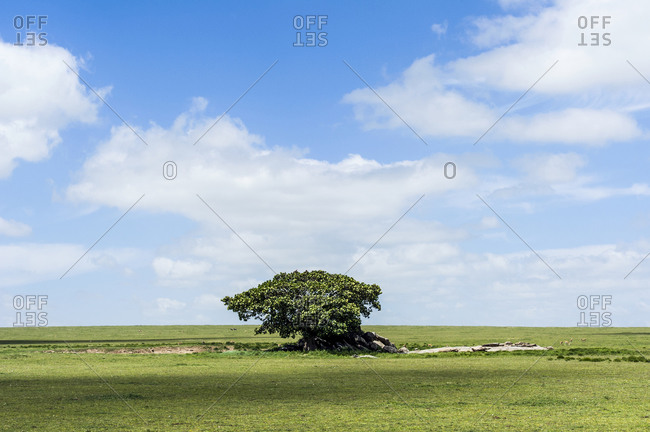 A Rock Fig provides shelter for wildlife on a granite outcrop known as a kopje on the savannah plain.