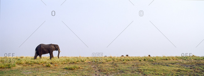 An African Elephant grazing on grasses on a dry season wetland island.
