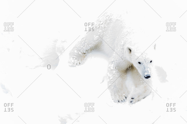 Polar bear lying in the snow in Finland