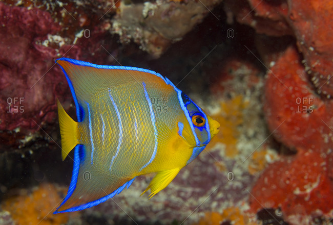 Close-up of juvenile Queen angelfish.
