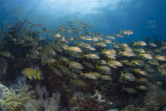 Smallmouth grunt (Haemulon chrysargyreum) schooling on a coral reef in the Florida Keys National Marine Sanctuary.