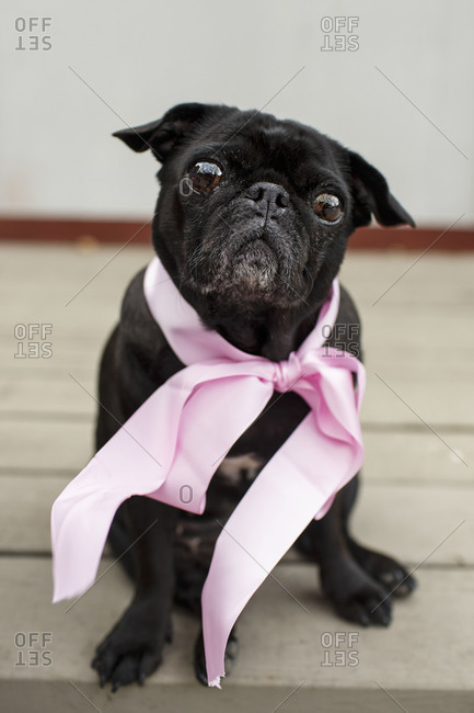 Skeptical pug wearing pink ribbon
