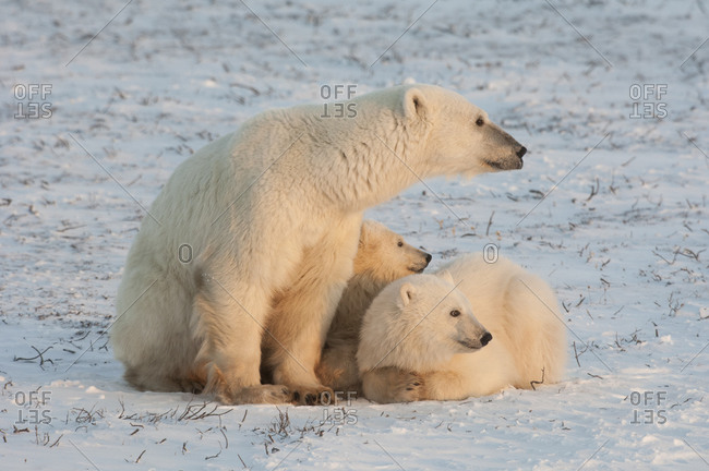 A polar bear family, one adult and two cubs in the wild, on a snowfield at sunset