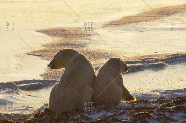 Two polar bears sitting side by side on a snowfield in Manitoba, at sunset