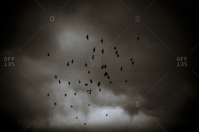 Silhouette of birds flying high in the sky