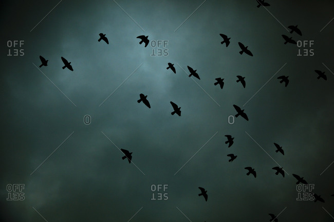 Low angle view of birds flying high in the sky