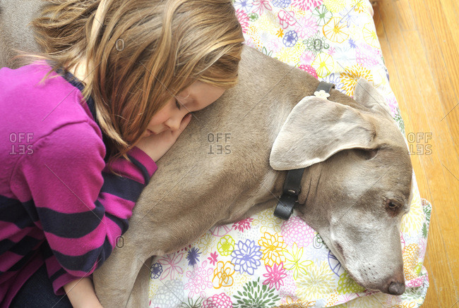 Candid portrait of a 5 year-old girl sleeping with her pet Weimaraner dog on cushion, on the floor at home, Canada