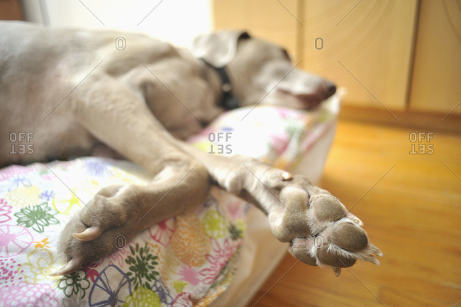 Close-up of an old, Weimaraner dog napping on cushion indoors, Canada