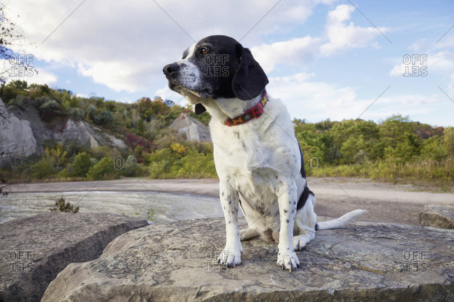 Close-up portrait of Springer Spaniel dog on the rocks at Bluffers Park, Scarborough Bluffs, Toronto, Ontario, Canada