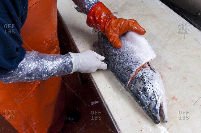 A King Salmon being filleted at a wholesale fish distributor