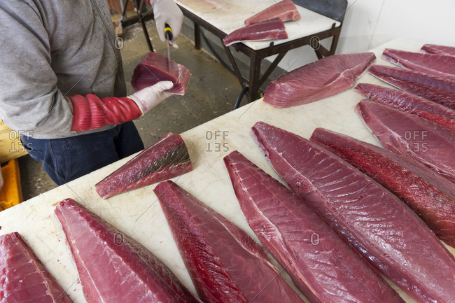 Grade A tuna being prepared for delivery