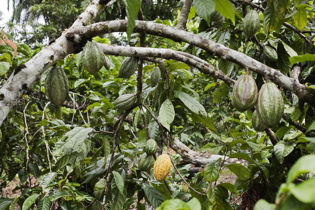 Cocoa trees in Ecuador, South America