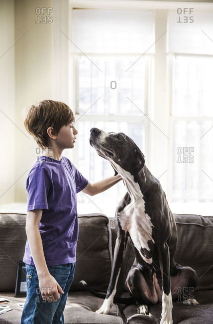 A boy plays with his very big dog on the couch
