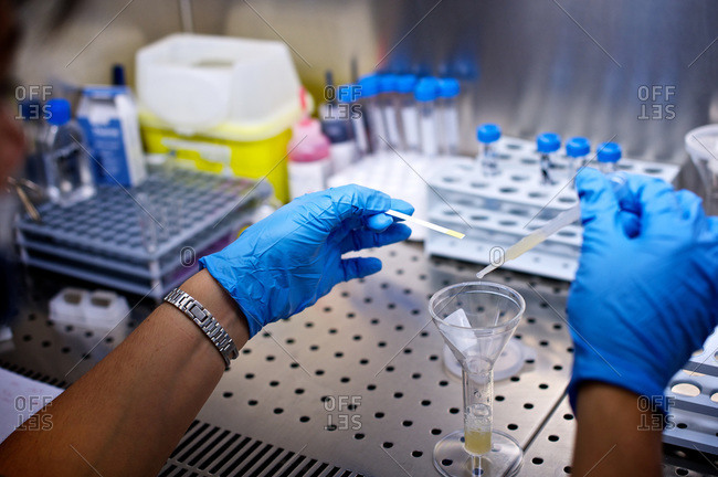 Laboratory technician analyzing the pH measurement of sperm using litmus paper