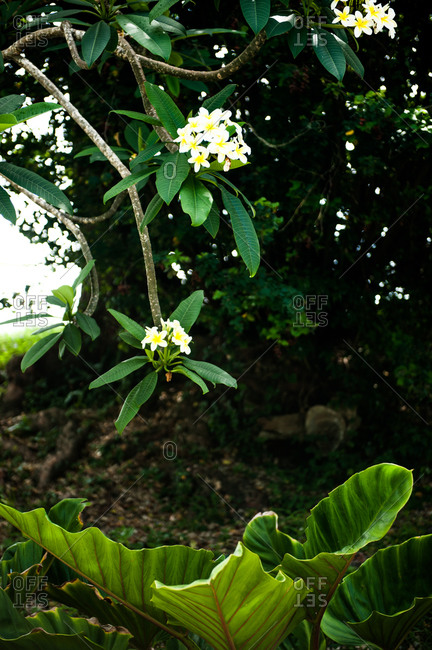 White and yellow small flowers of a tree in Barbados