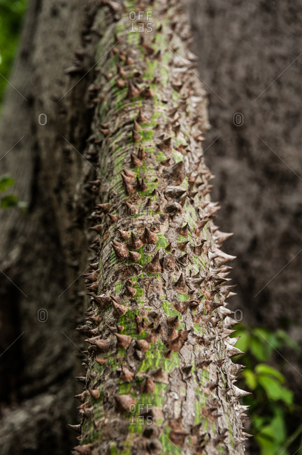Tree trunk covered in spikes