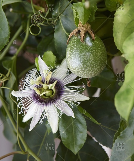 A passion flower and passionfruit on the plant