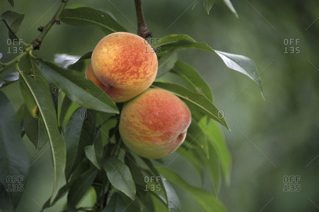 Ripe peaches in tree