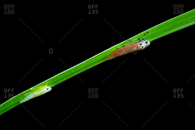 Insect treehopper (Bothrogonia qiongana) and it\'s nymph on a blade of grass