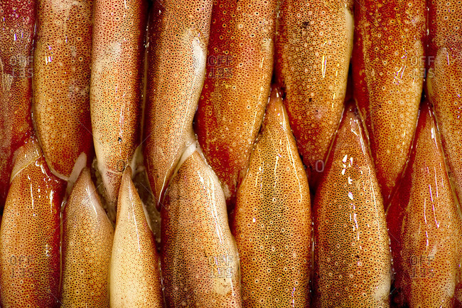 Close up of squids at Tsukiji Fish Market, Tokyo
