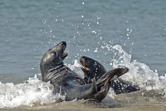 Two grey seals in the ocean