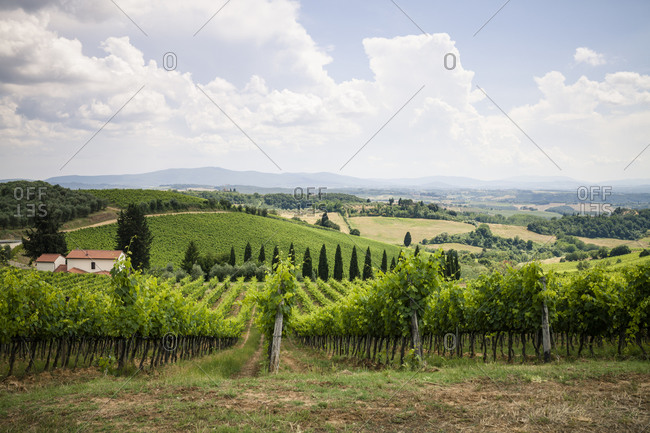 Tuscan landscape with grape vines