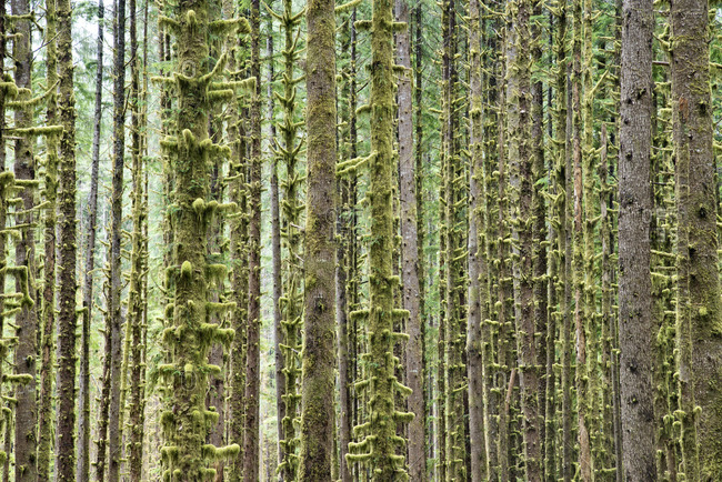 Moss covered tree trunks in the Hoh Rainforest, Olympic National Park, Washington, USA