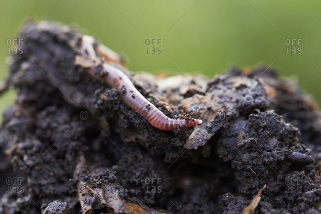 Close-up of earth worm
