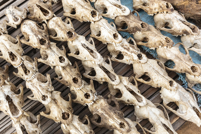 Close-up of animal skulls at traditional fetish market