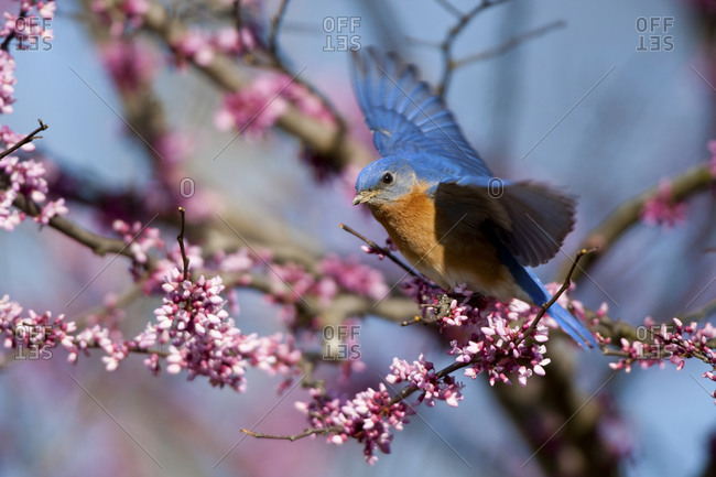 Eastern Bluebird (Sialia sialis) male flying from Eastern Redbud (Cercis canadensis) in spring
