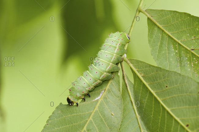Luna Moth (Actias luna) caterpillar (larva) on host plant Hickory Tree (Carya Sp.)