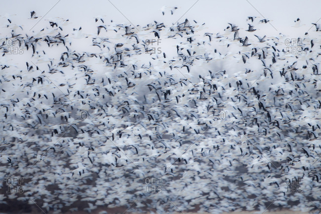 Snow Geese (Chen caerulescens) in flight, blurred wings