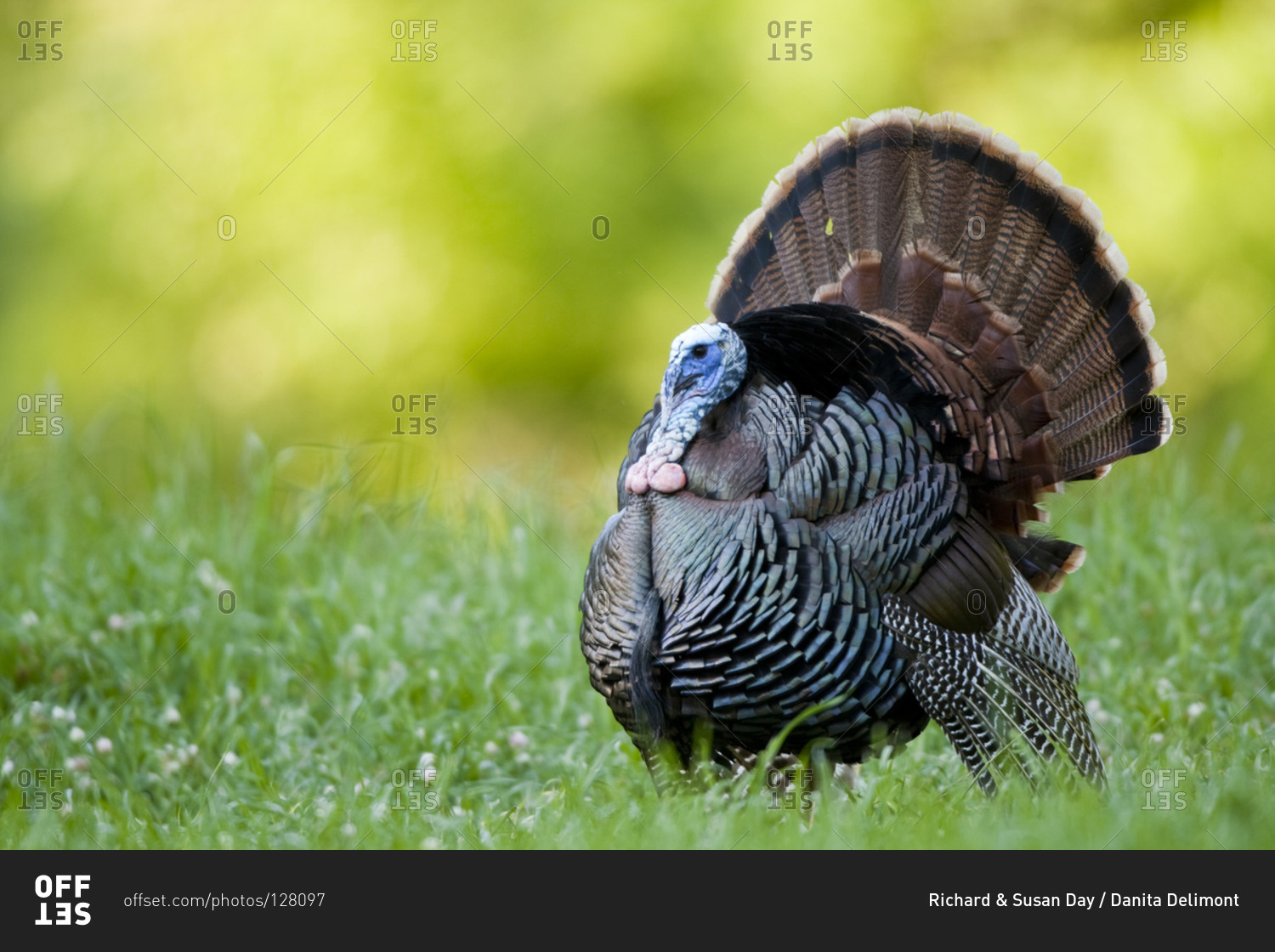 Eastern Wild Turkey Meleagris Gallopavo Gobbler Strutting In Field