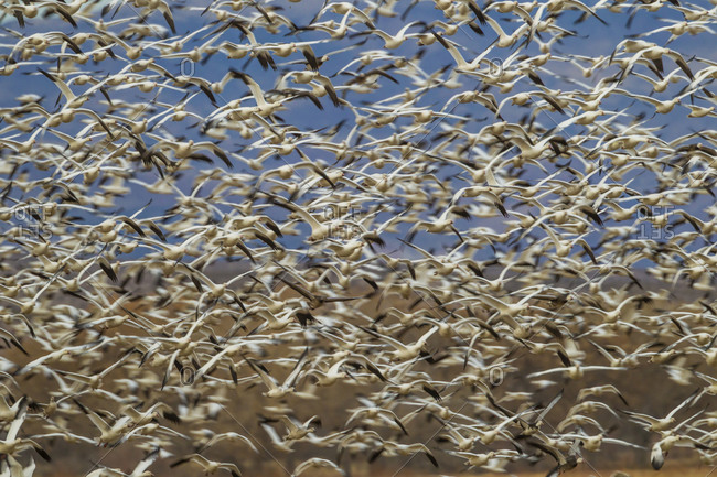 Flock of snow geese taking flight