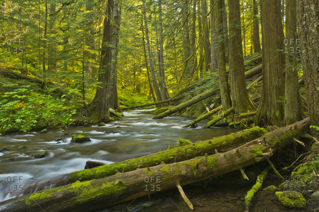 Panther Creek in Gifford-Pinchot National Forest