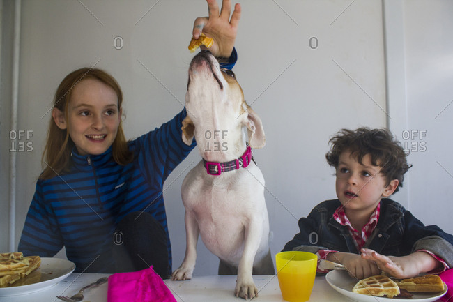 Girl feeding her dog a piece of waffle by the breakfast table