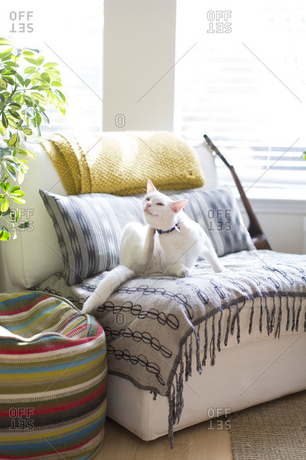 White cat scratching on sofa