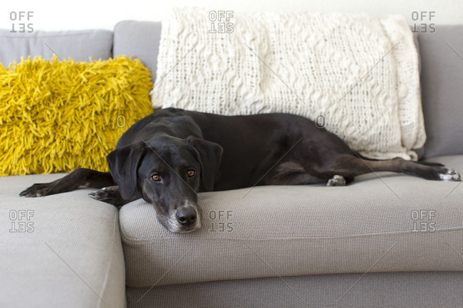 Large dog lying on corner sofa